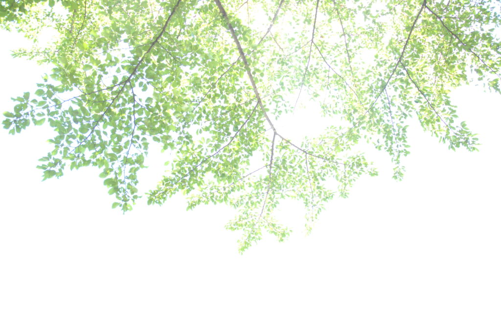 現在の画像に代替テキストがありません。ファイル名: AdobeStock_209866097-scaled.jpeg